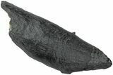 Fossil Sperm Whale (Scaldicetus) Tooth - South Carolina #231866-1